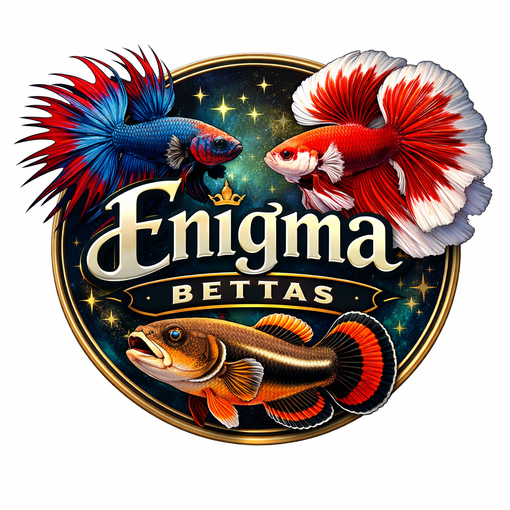 Enigma Bettas