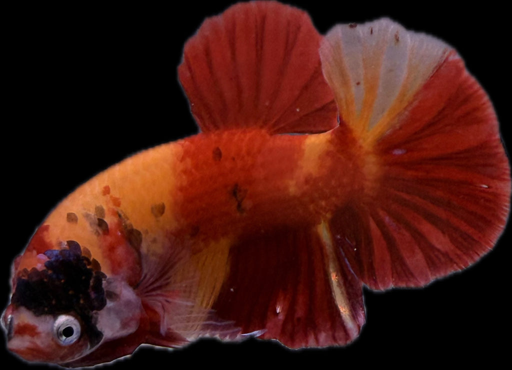 HMPK Nemo Koi