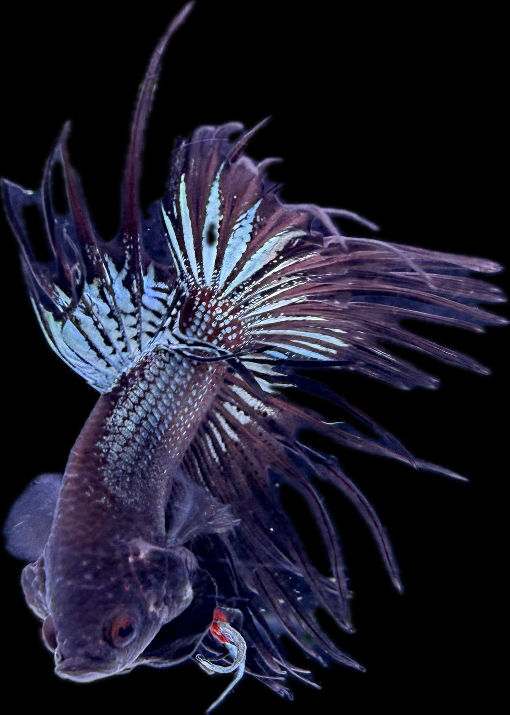 CROWN TAIL Black Copper