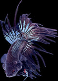 CROWN TAIL Black Copper