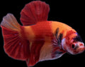 HMPK Nemo Koi