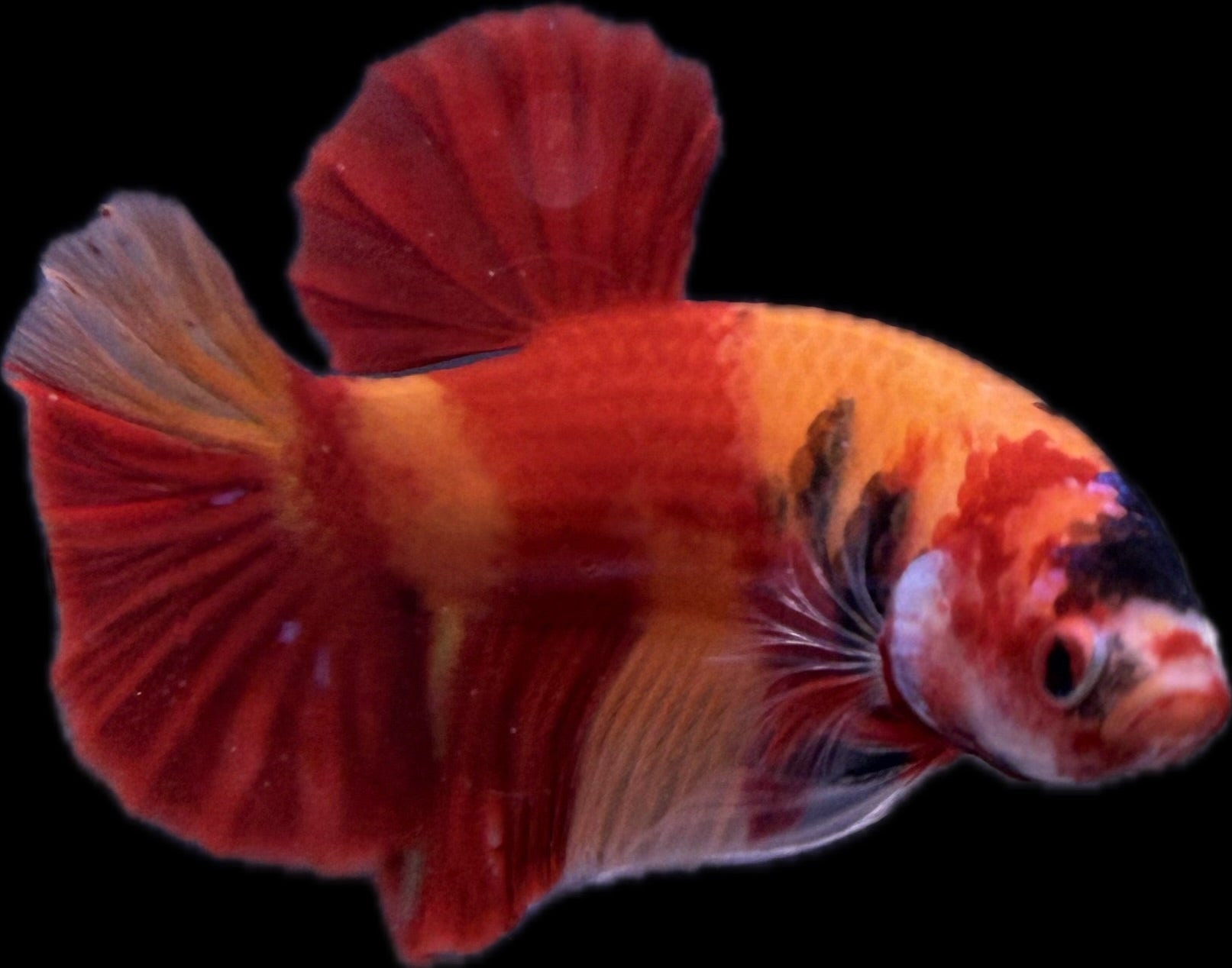 HMPK Nemo Koi