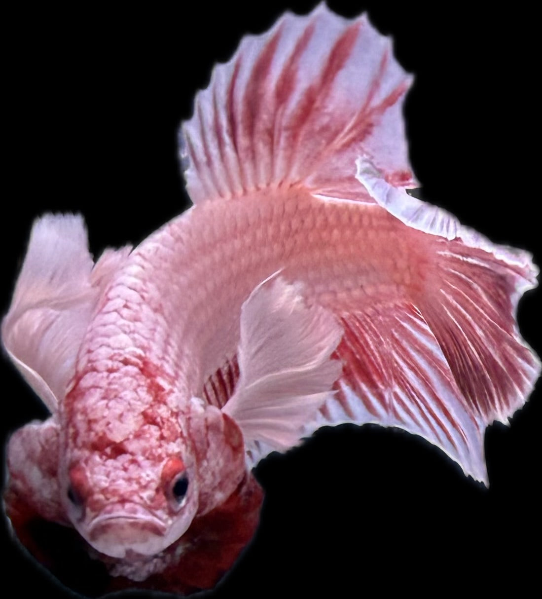 PLAKAT Rose Dumbo