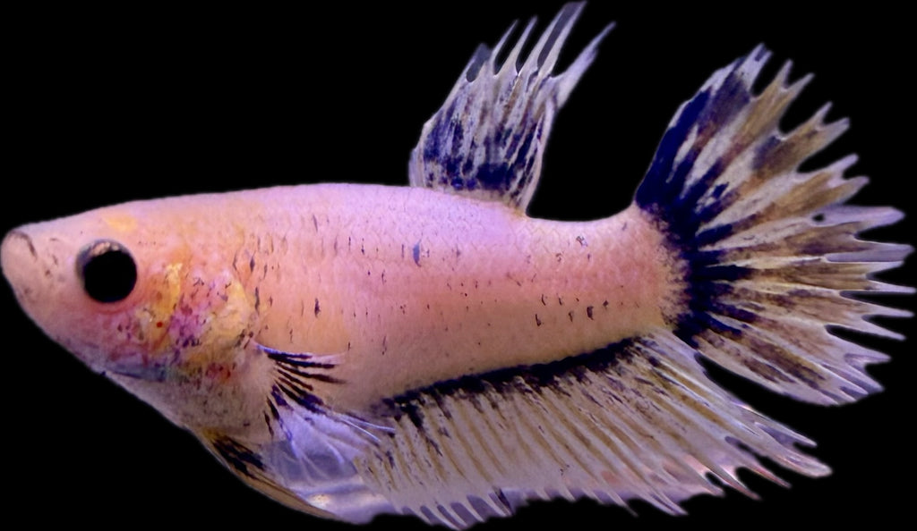 CROWN TAIL Blue Marble Female