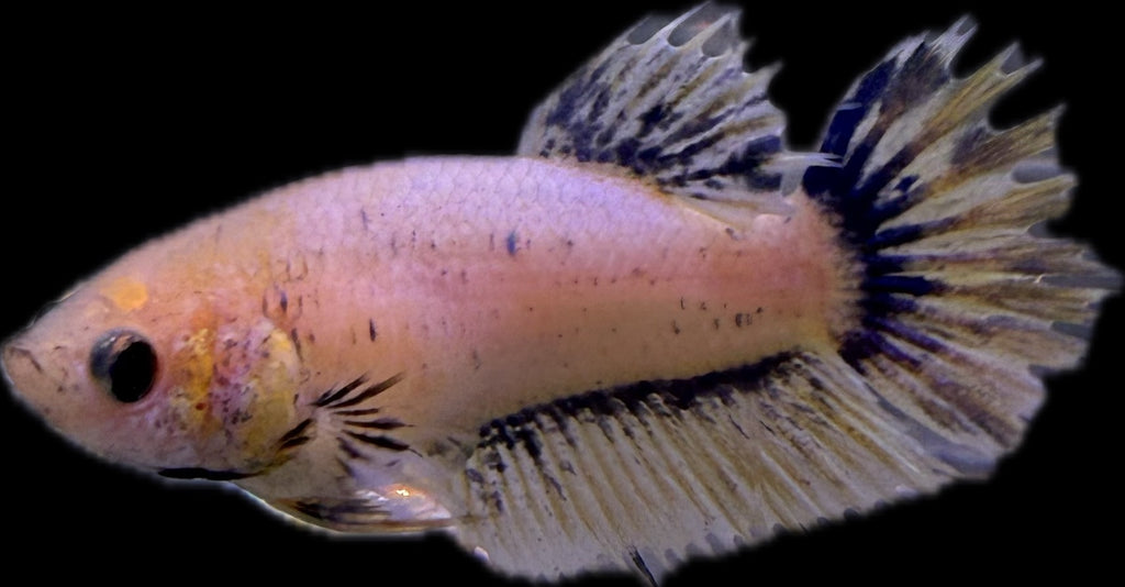 CROWN TAIL Blue Marble Female