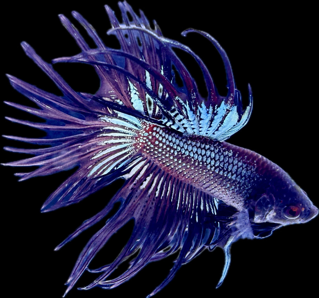 CROWN TAIL Black Copper
