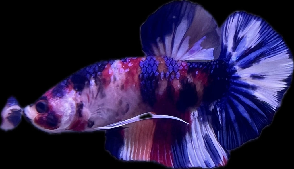 HMPK Fancy Koi