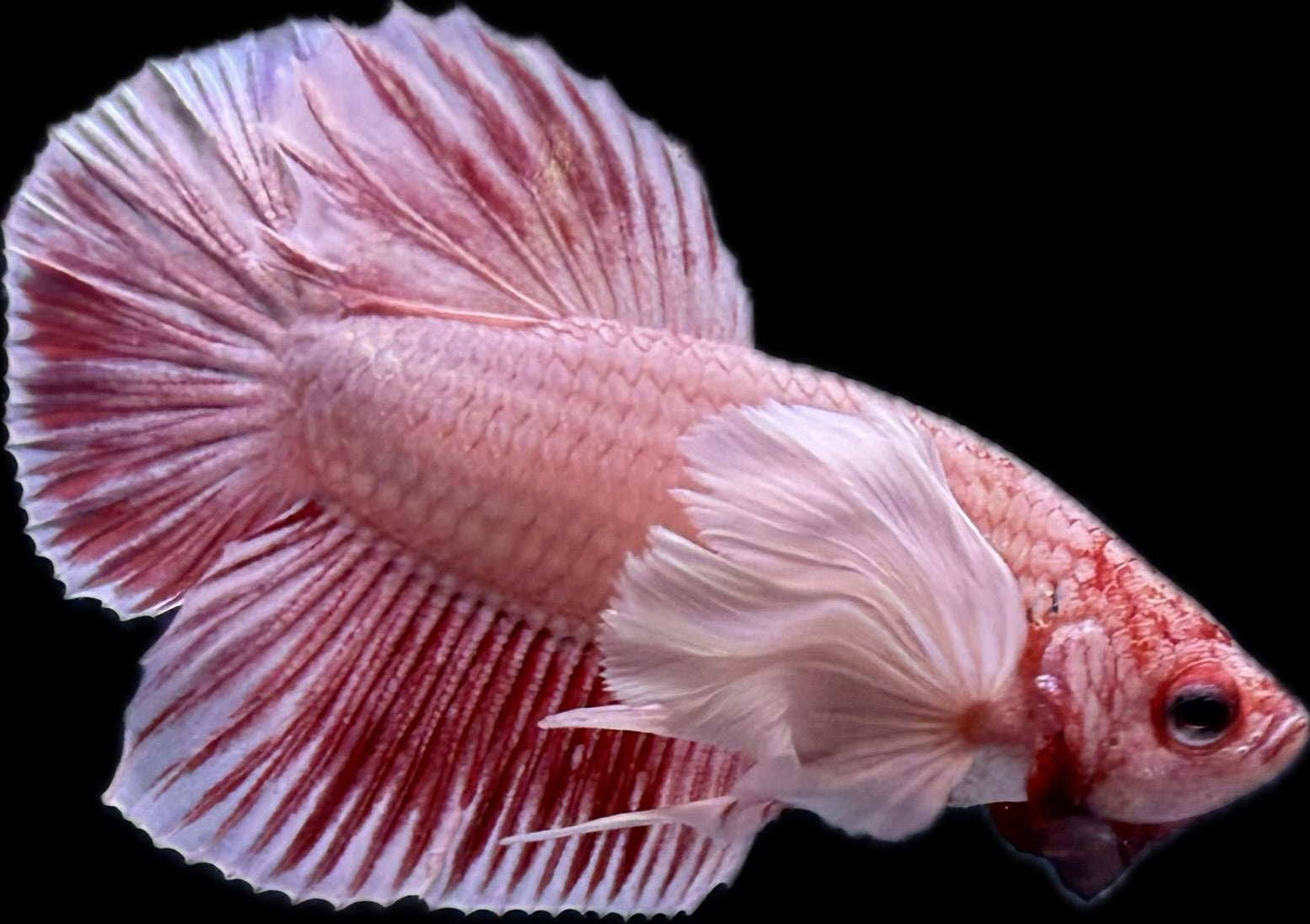 PLAKAT Rose Dumbo