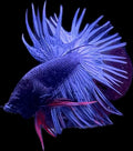 CROWN TAIL Steel Blue