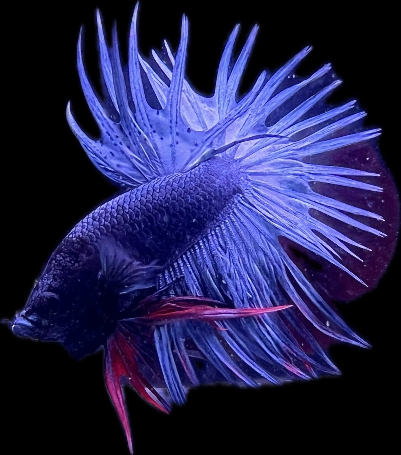 CROWN TAIL Steel Blue
