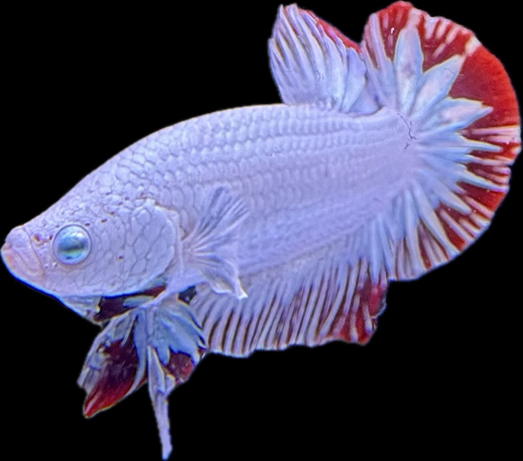 HMPK Red Snow Dragon