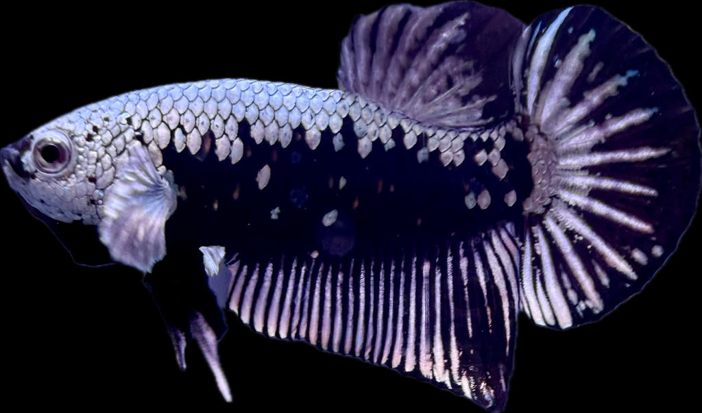 HMPK Black Samurai