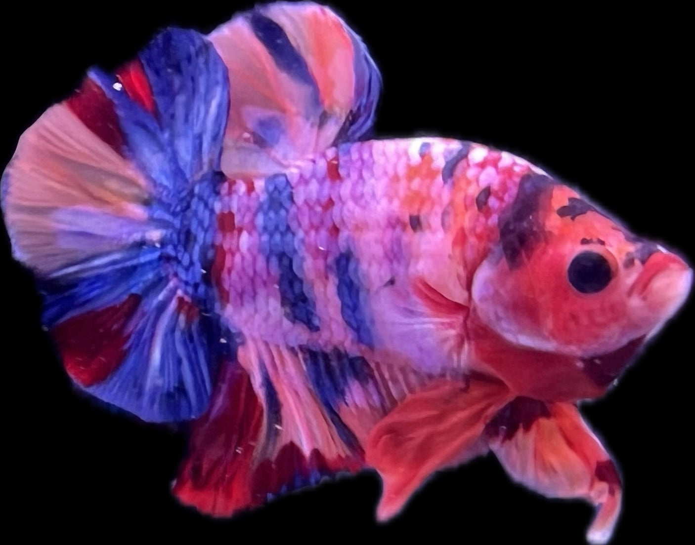 HMPK Fancy Koi (Orange Base)