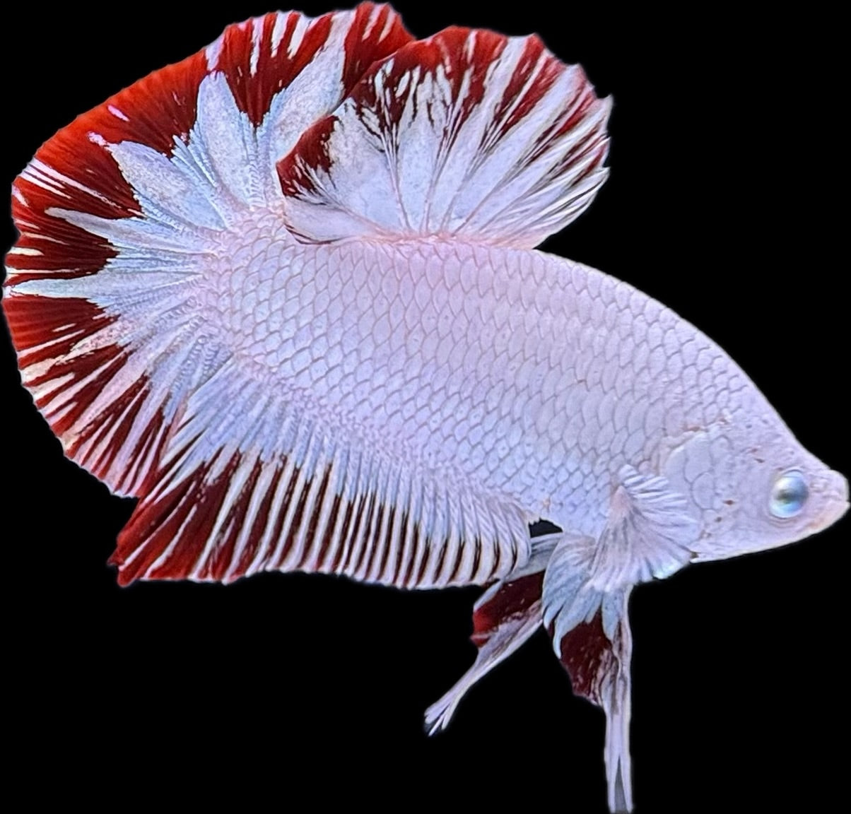 HMPK Red Snow Dragon