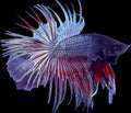 CROWN TAIL Copper