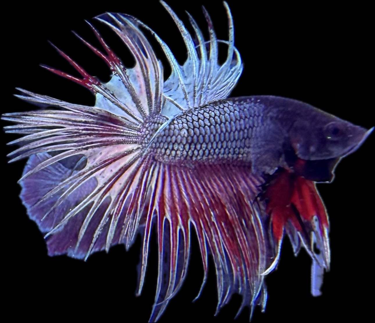 CROWN TAIL Copper