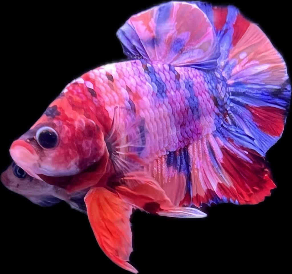 HMPK Fancy Koi (Orange Base)