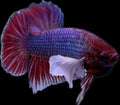 HMPK Dumbo Salamander