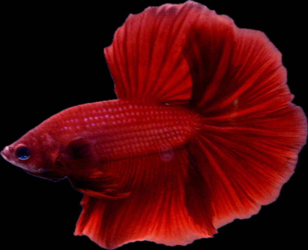 HM Super Red