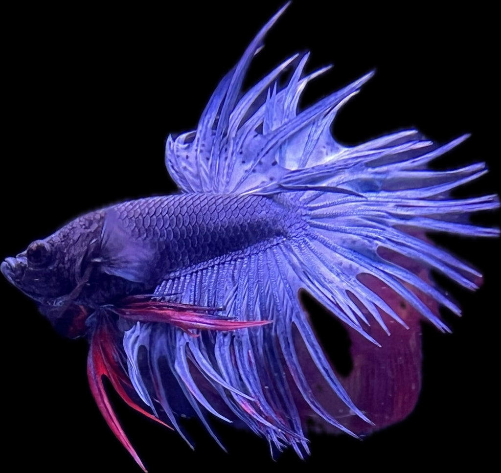 CROWN TAIL Steel Blue