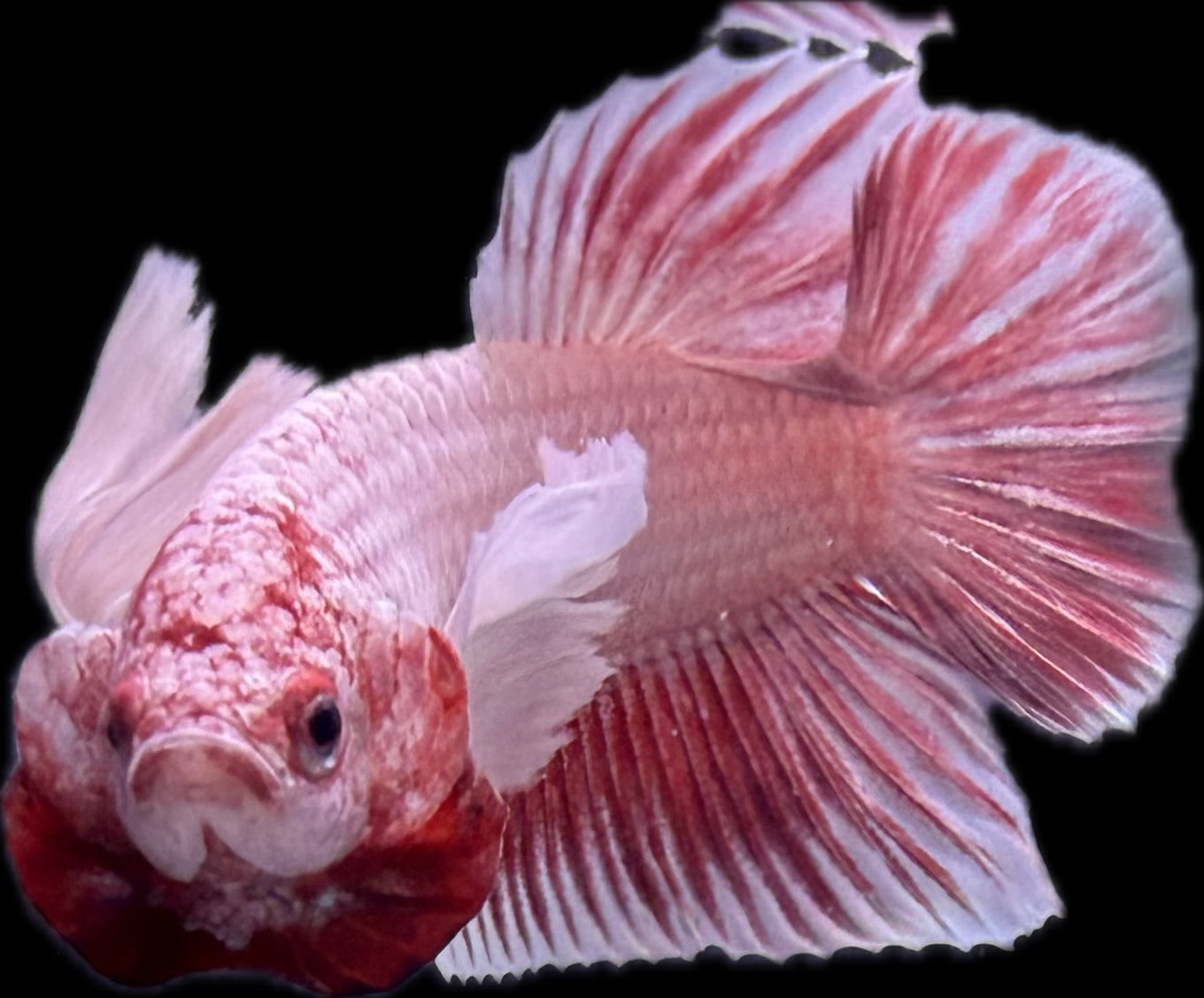 PLAKAT Rose Dumbo
