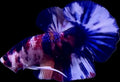 HMPK Fancy Koi