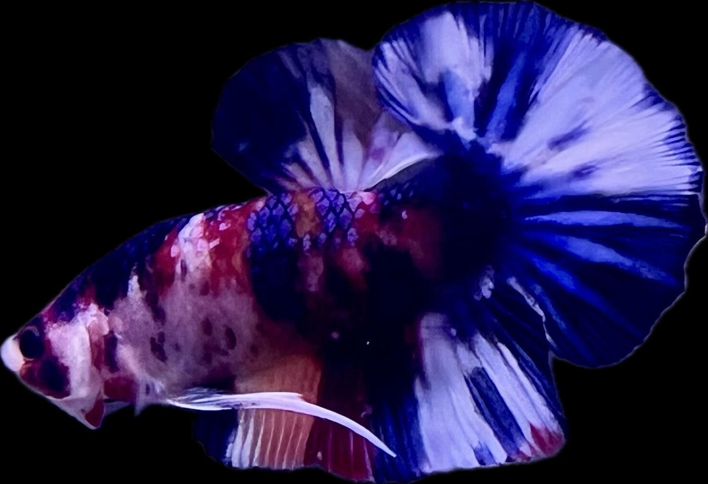 HMPK Fancy Koi