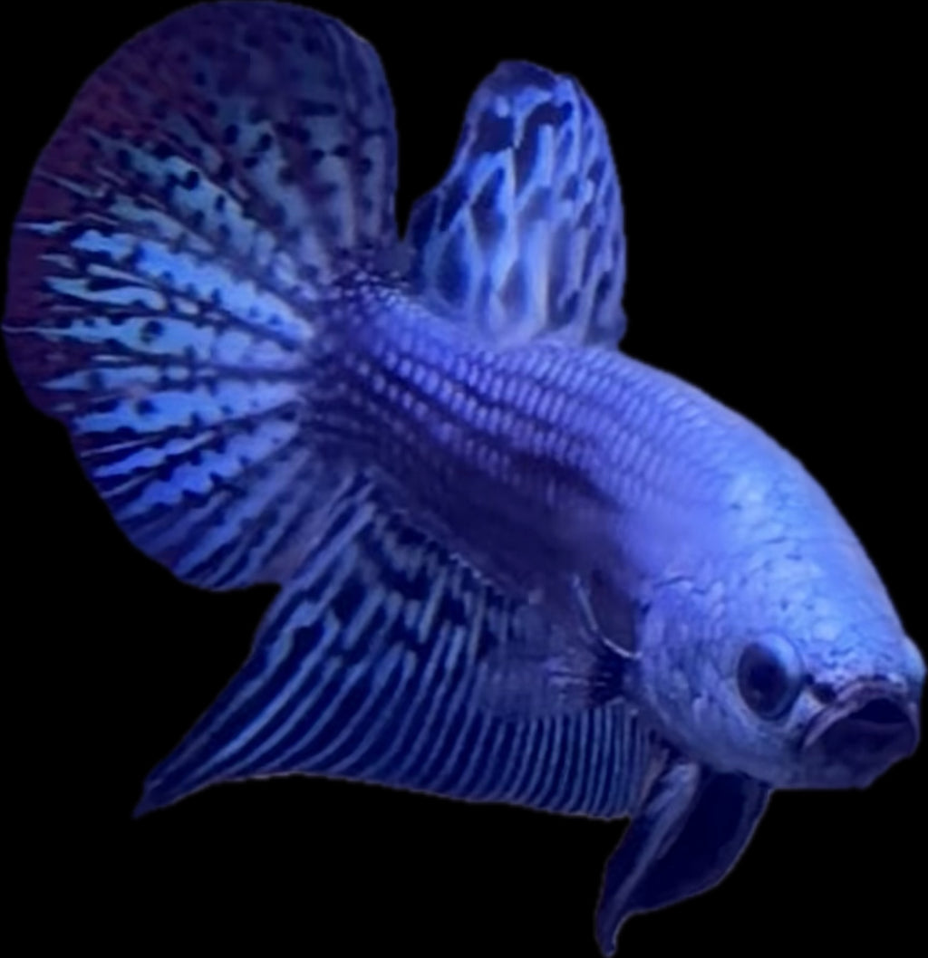 Blue Alien