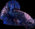 HMPK Avatar