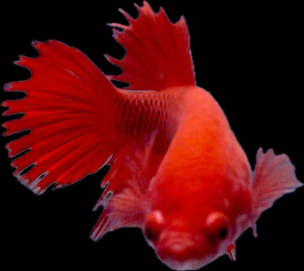 CROWN TAIL Super Red Female