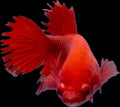 CROWN TAIL Super Red Female