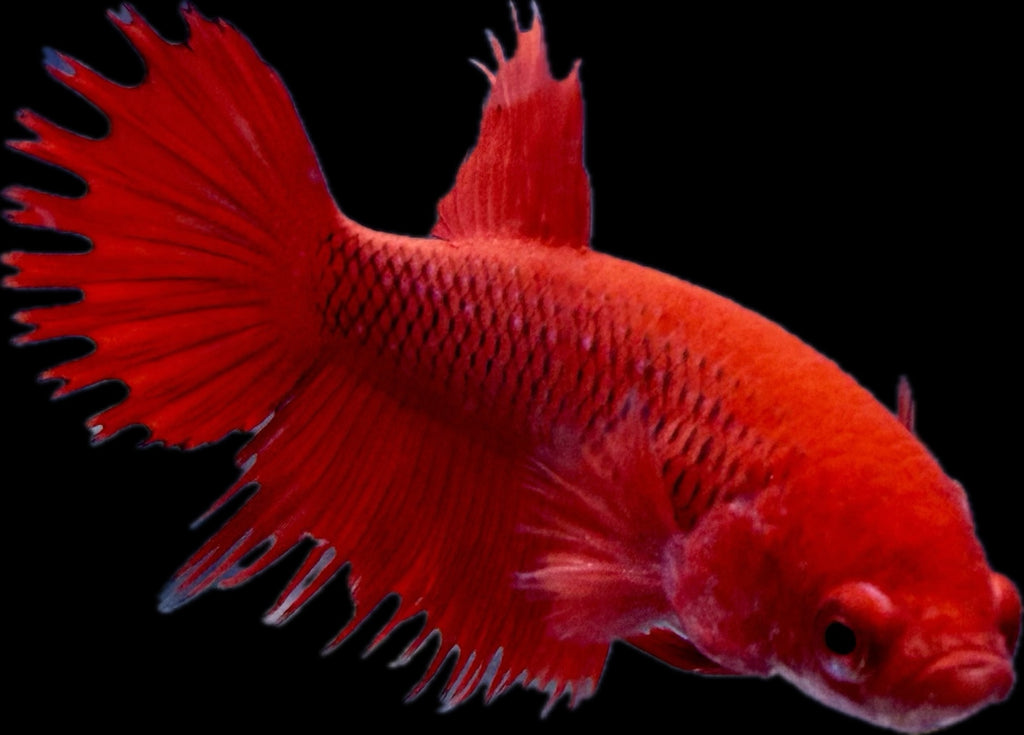 CROWN TAIL Super Red Female