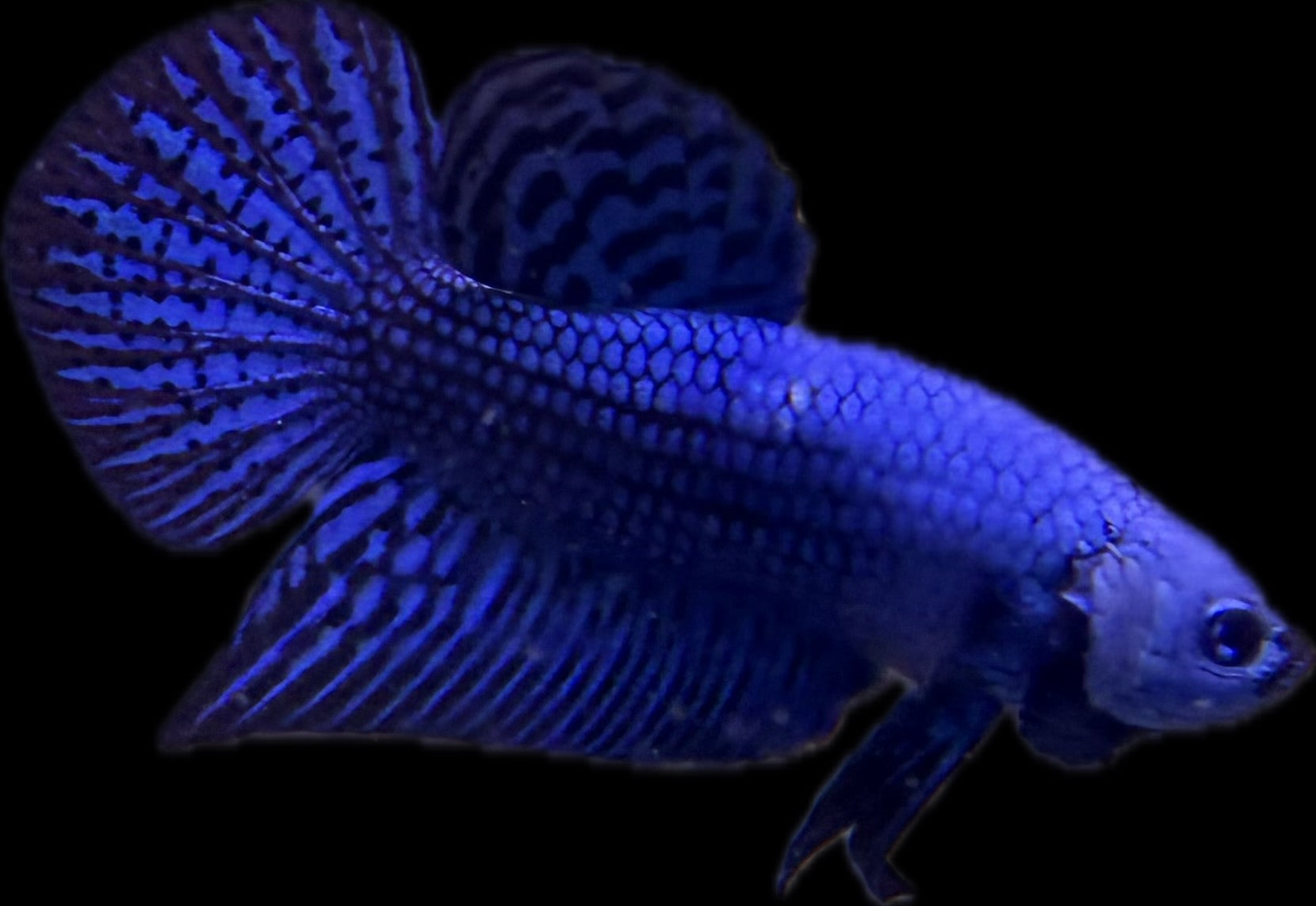 Blue Alien