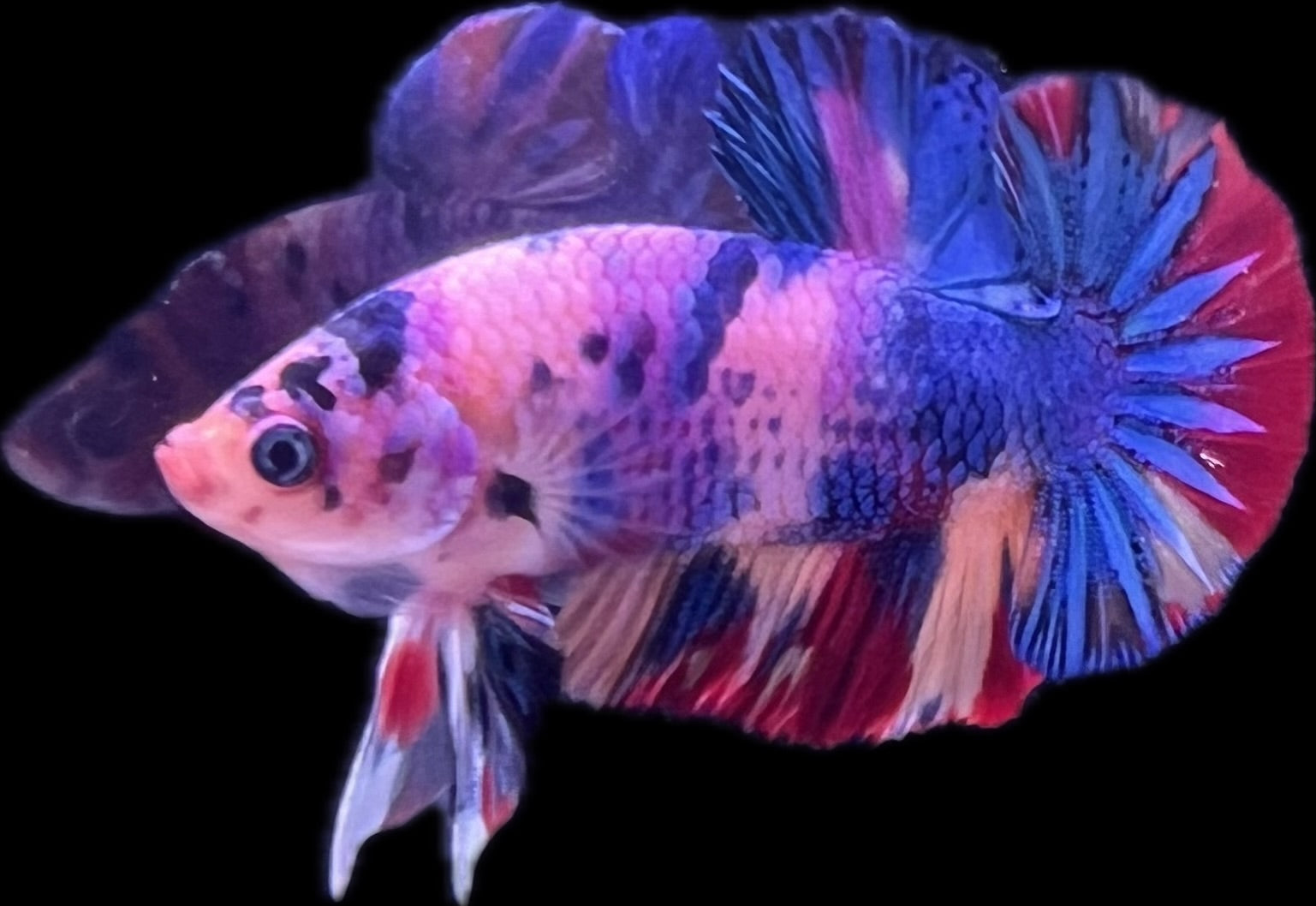 HMPK Fancy Koi