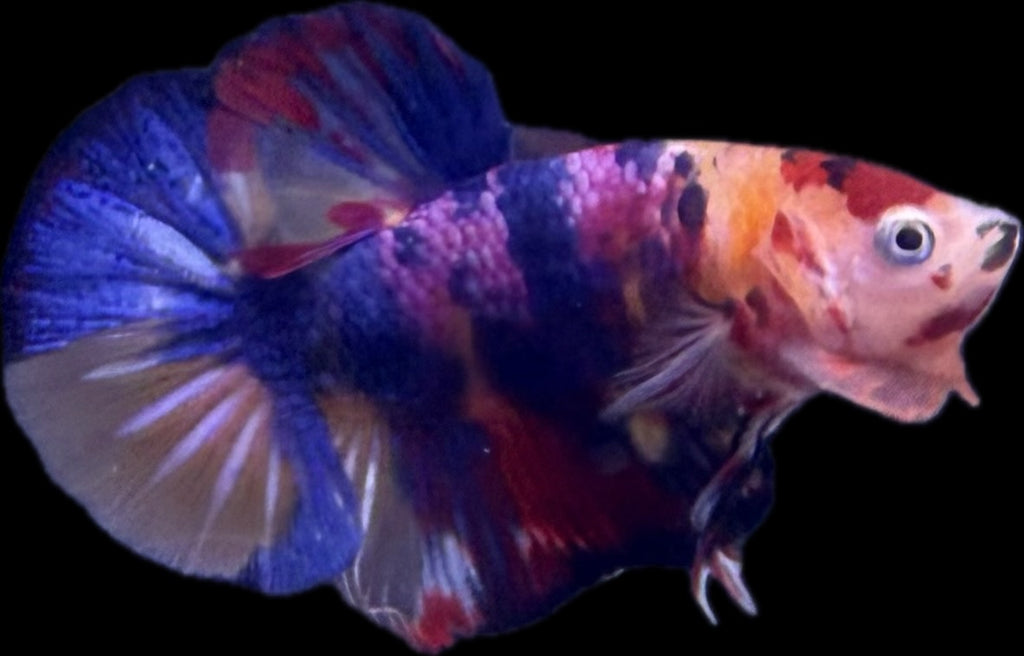 HMPK Fancy Koi