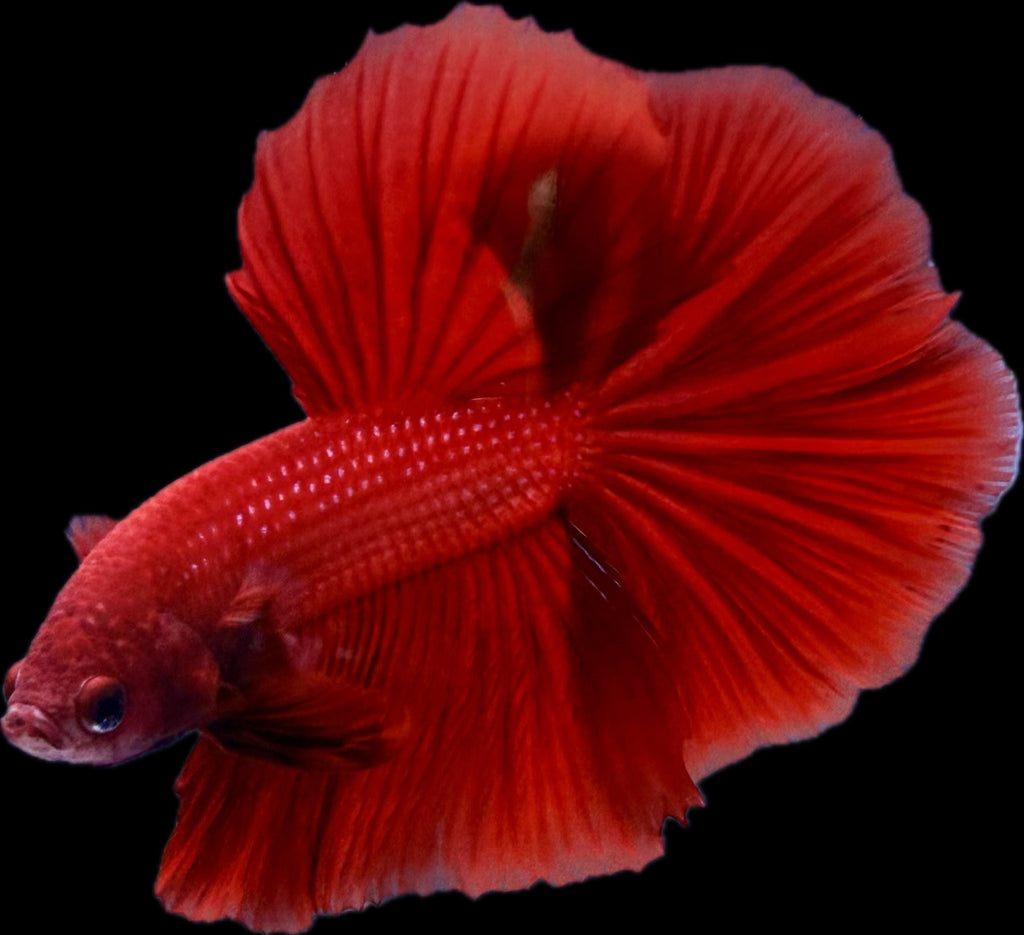 HM Super Red