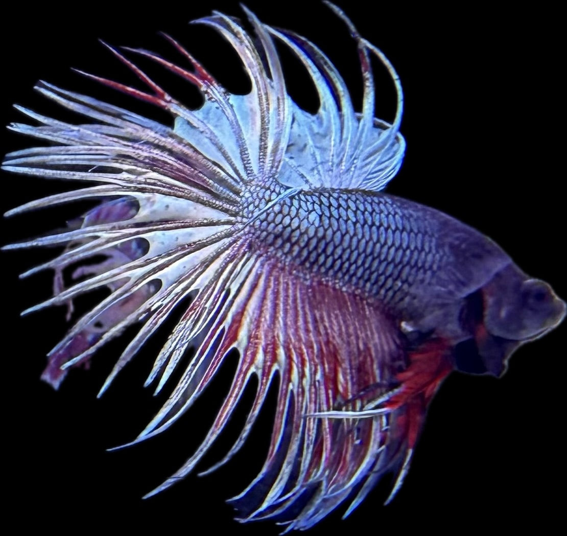 CROWN TAIL Copper