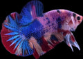 HMPK Fancy Koi