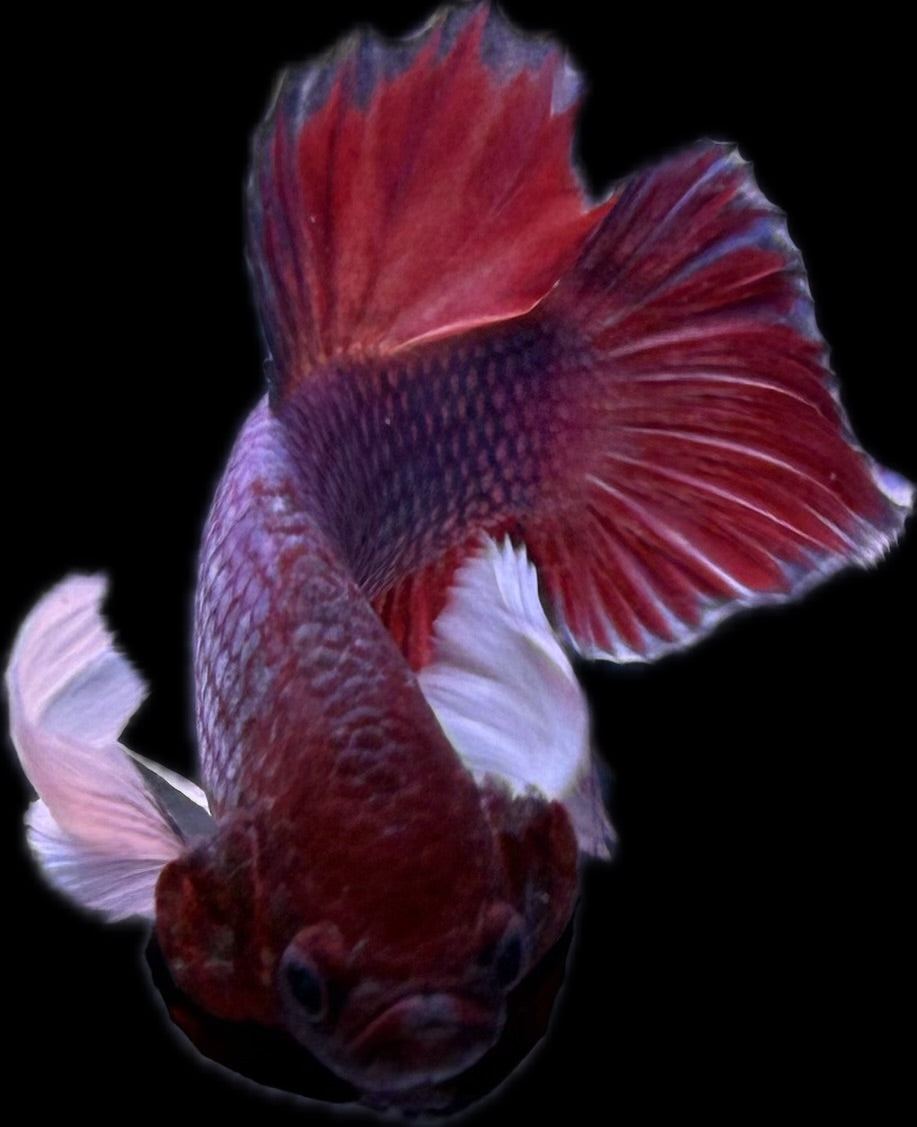 HMPK Dumbo Salamander