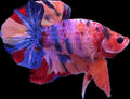 HMPK Fancy Koi (Orange Base)