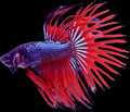 CROWN TAIL Green on Fire