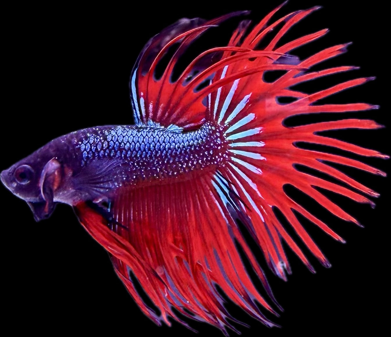 CROWN TAIL Green on Fire