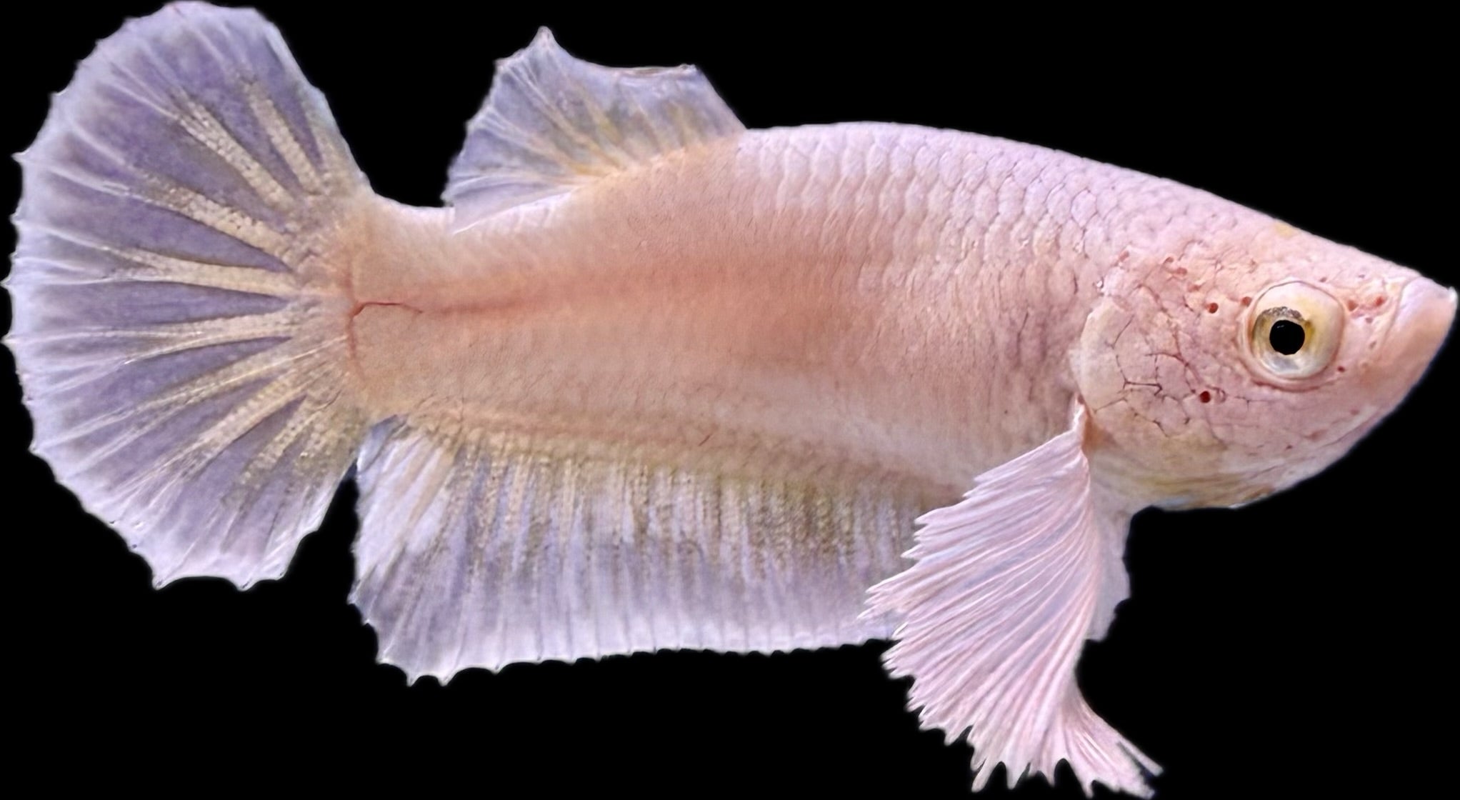 DUMBO White/Gold Female