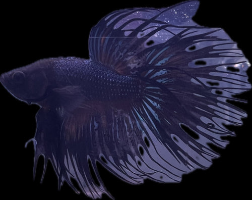 CROWN TAIL Blue Orchid