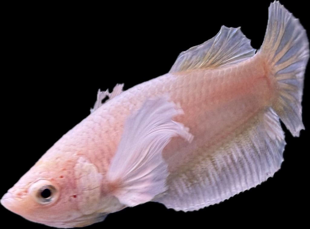 DUMBO White/Gold Female