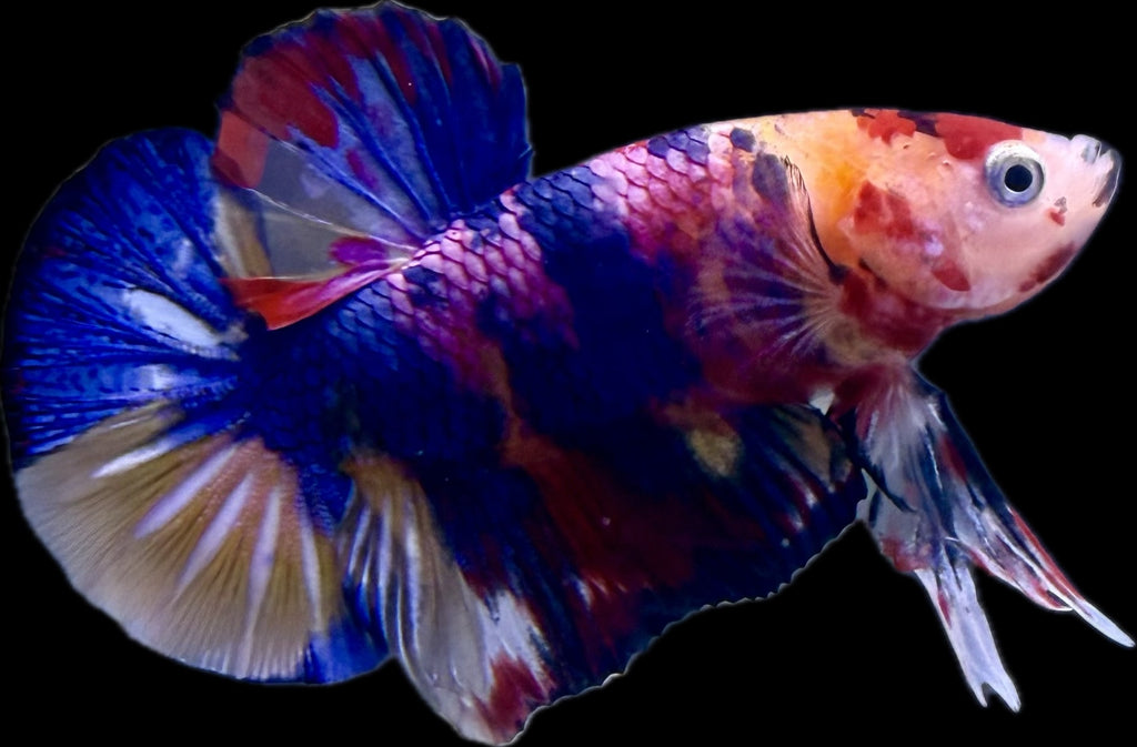 HMPK Fancy Koi
