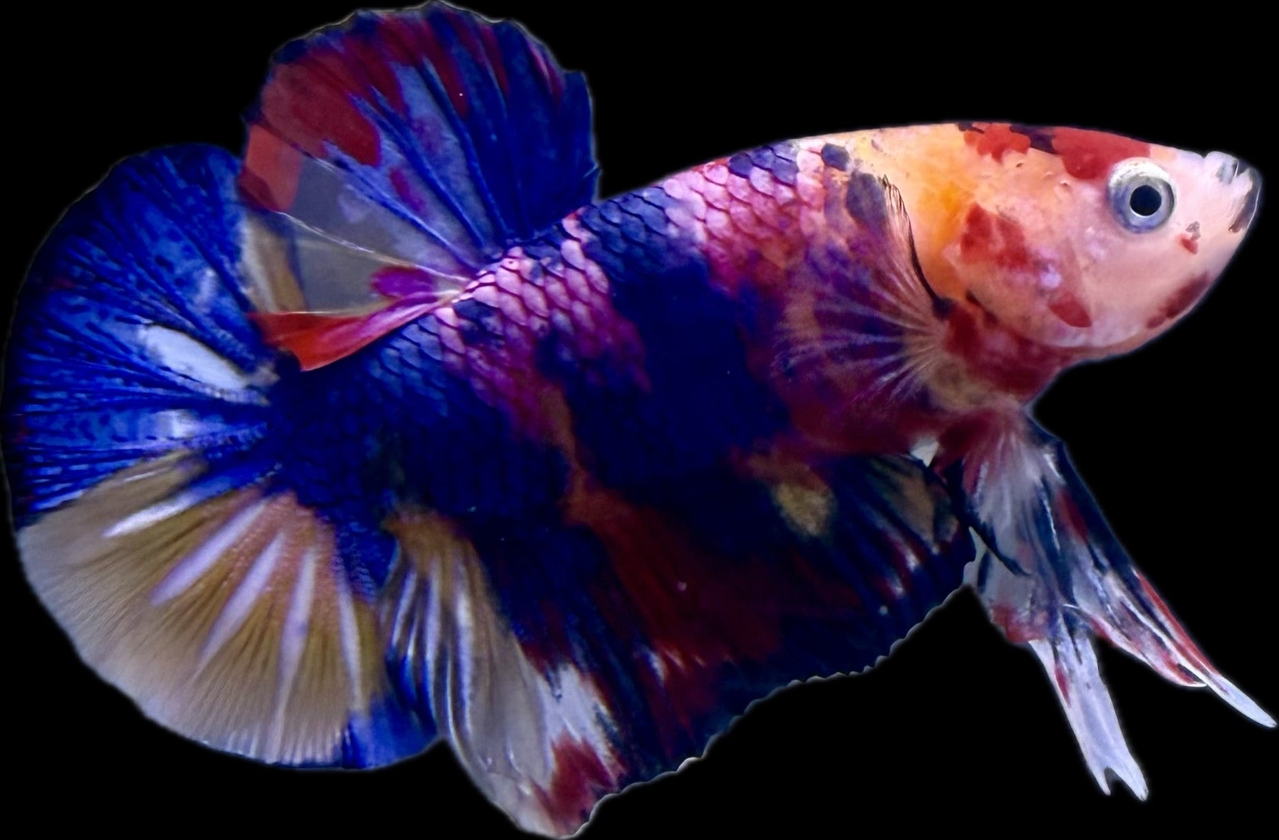 HMPK Fancy Koi